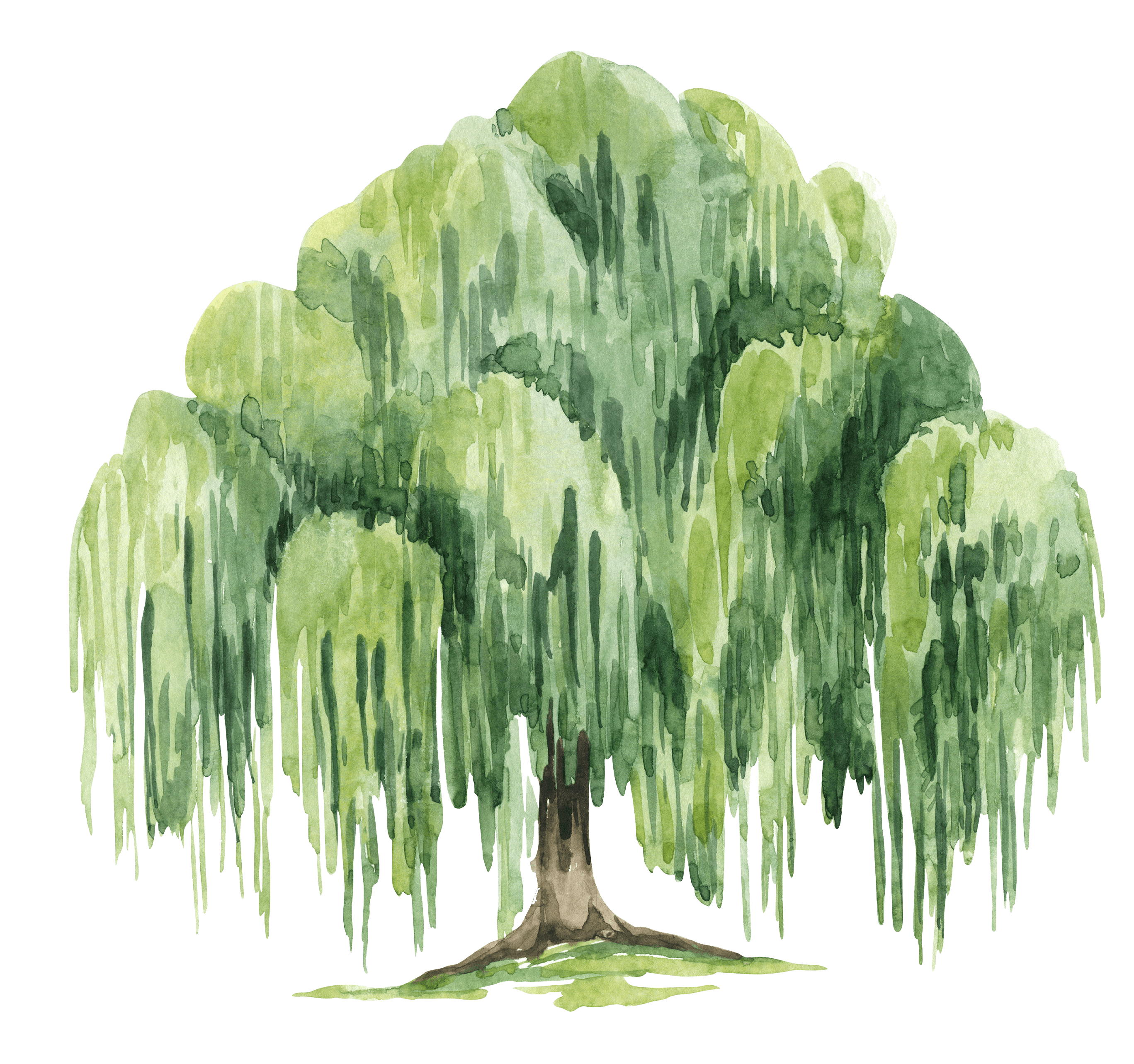 Weeping willow